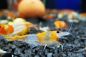 Preview: Orange Rilli Garnele - Neocaridina davidi